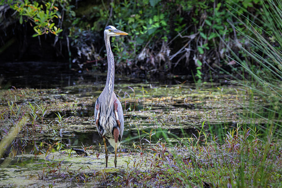 Great Blue Heron in the Croatan National Forest - Eastern North  Photograph by Bob Decker