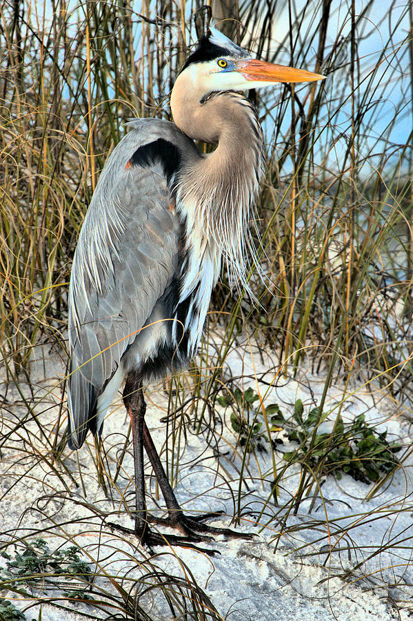 Great Blue Heron In The Florida Grass Photograph by Adam Jewell