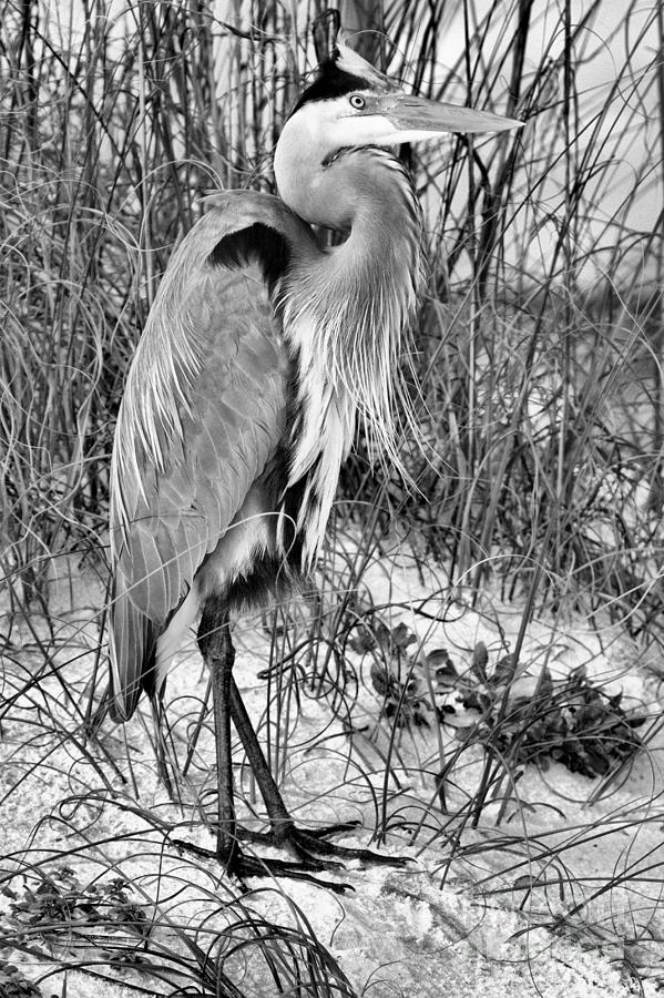 Great Blue Heron In The Florida Grass Black And White Photograph by Adam Jewell