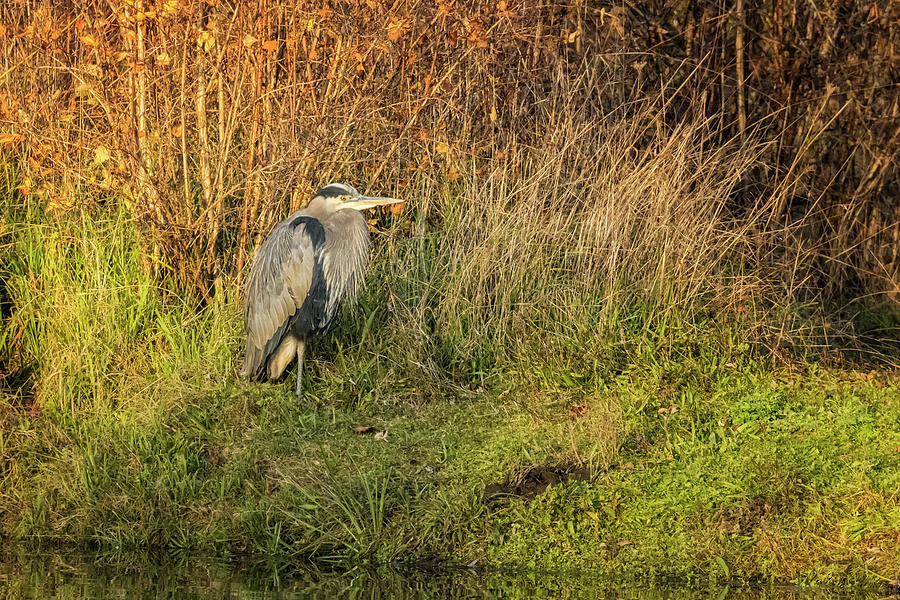 Great Blue Heron in the Grass at Delta Pond Photograph by Belinda Greb