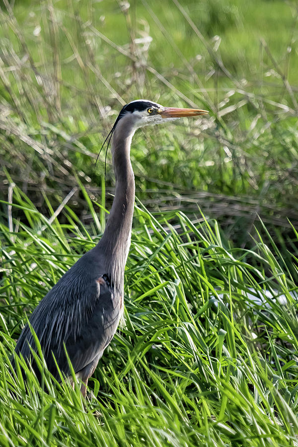 Great Blue Heron in the Grass Photograph by Belinda Greb