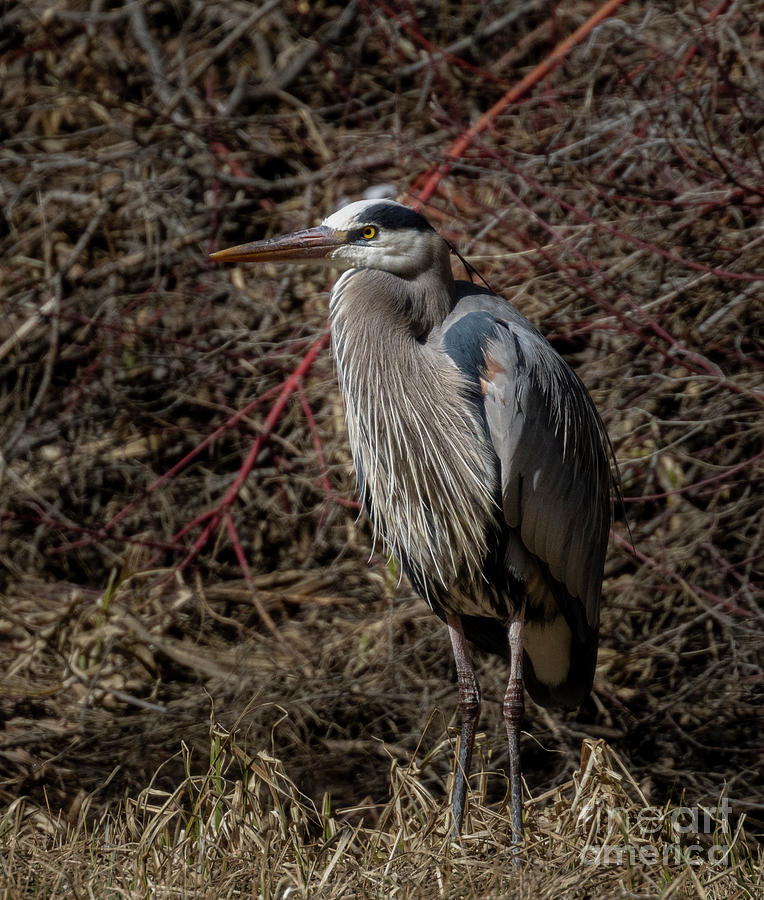 Great Blue Heron In The Grass Photograph