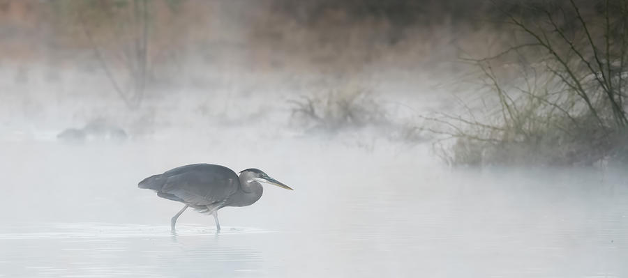 Nature Photograph - Great Blue Heron in the Mist 1206-010324-2 by Tam Ryan