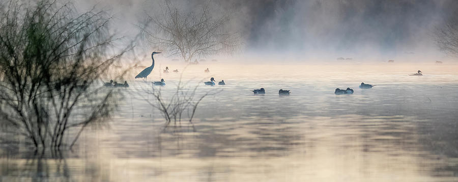 Nature Photograph - Great Blue Heron in the Mist 3664-012624-2 by Tam Ryan