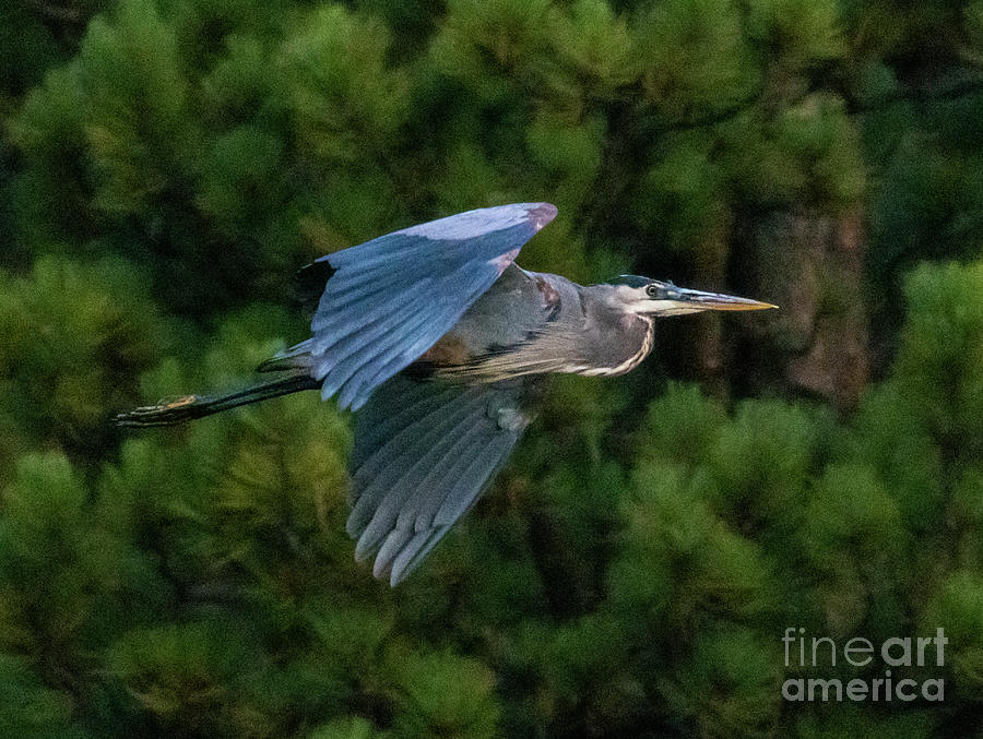 Great Blue Heron In The Pines Photograph