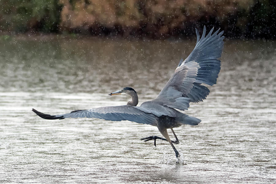 Great Blue Heron in the Rain 7747-012421-2 Photograph by Tam Ryan