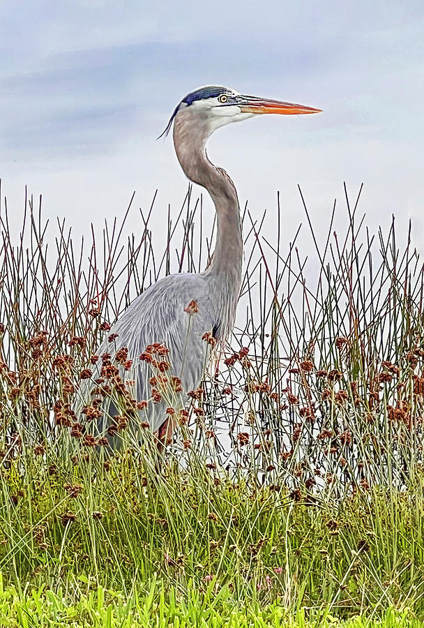 Great Blue Heron in the Reeds Photograph by Gordon Ripley