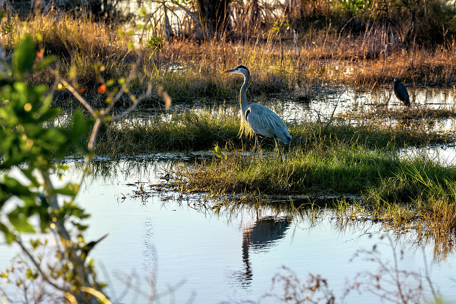 Great blue heron in the shallow water Photograph by Dan Friend