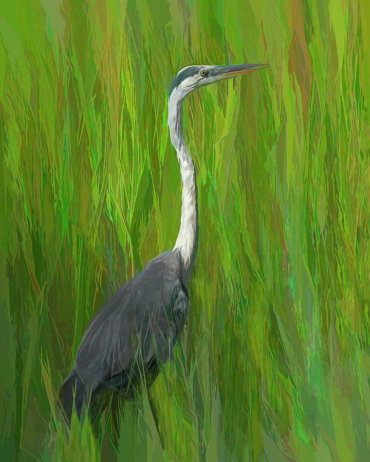 Great Blue Heron in the Tall Grass - Painting Photograph by Mitch Spence
