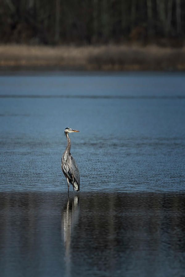 Great Blue Heron In The Water At Fern Ridge Photograph
