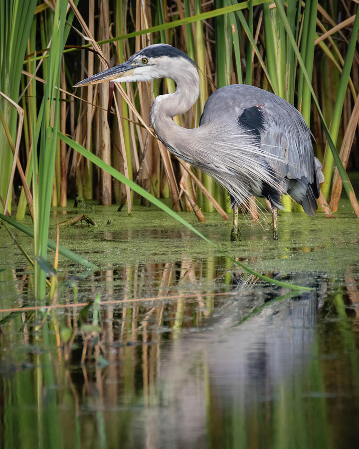 Great Blue Heron in the Wetlands Photograph by Dawn Currie