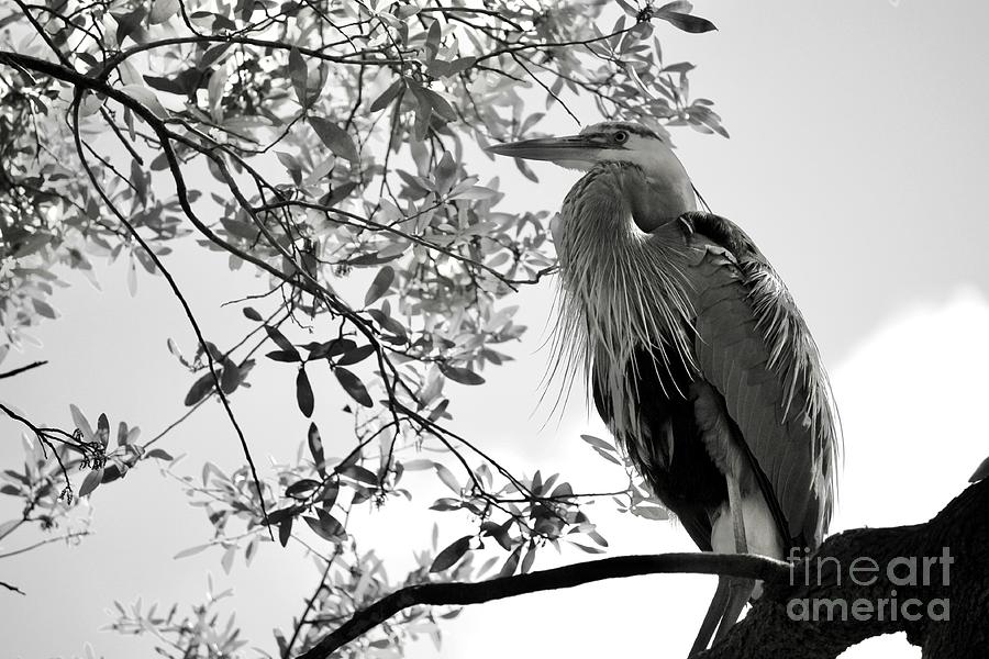 Great Blue Heron in Tree Black and White Photograph by Carol Groenen