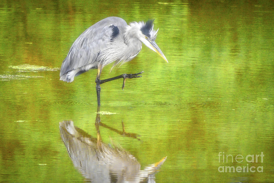 Great Blue Heron in Water Photograph by Charline Xia