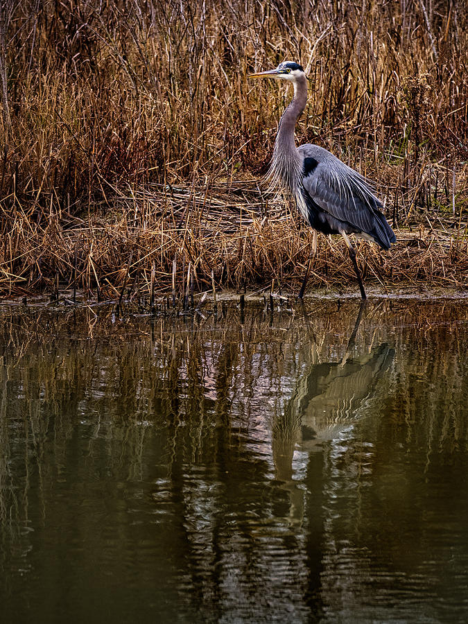Great Blue Heron in Winter Photograph by David Kay