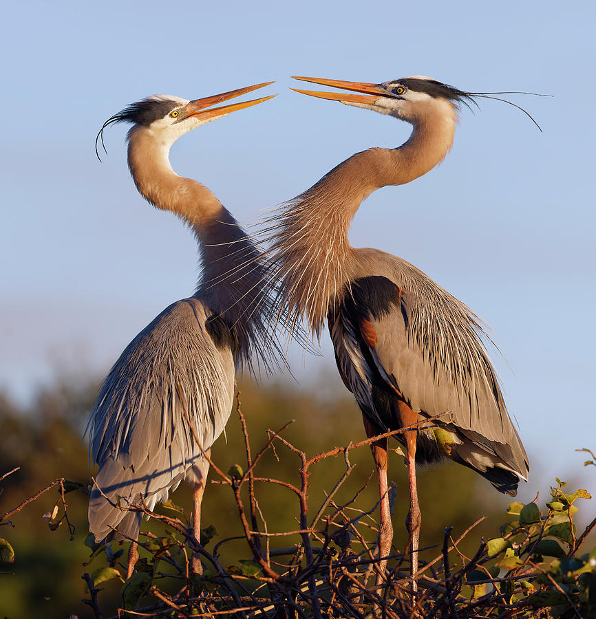 Great Blue Heron Interaction 2 Photograph by Stuart Brontman - Fine Art ...