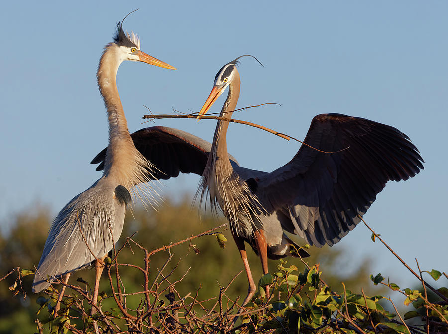 Great Blue Heron Interaction 4 Photograph by Stuart Brontman | Fine Art ...