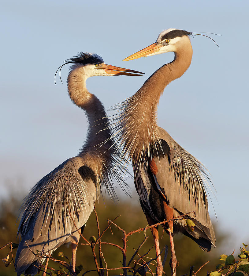 Great Blue Heron Interaction 5 Photograph by Stuart Brontman - Fine Art ...