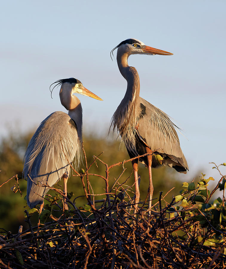 Great Blue Heron Interaction 6 Photograph by Stuart Brontman - Fine Art ...