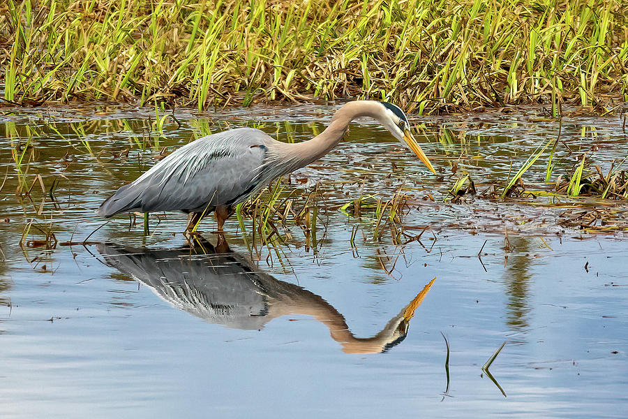Great Blue Heron Photograph by Jack Bell