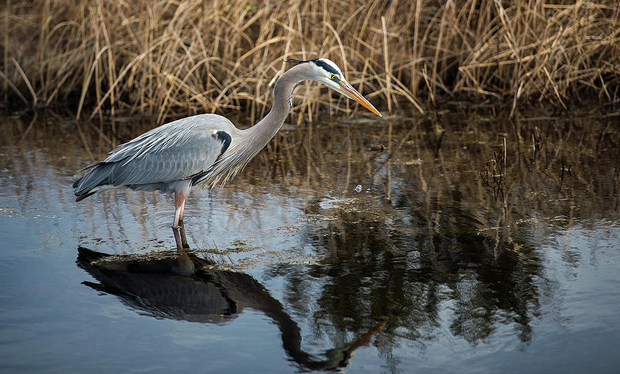 Great Blue Heron Photograph by Jamie Pattison