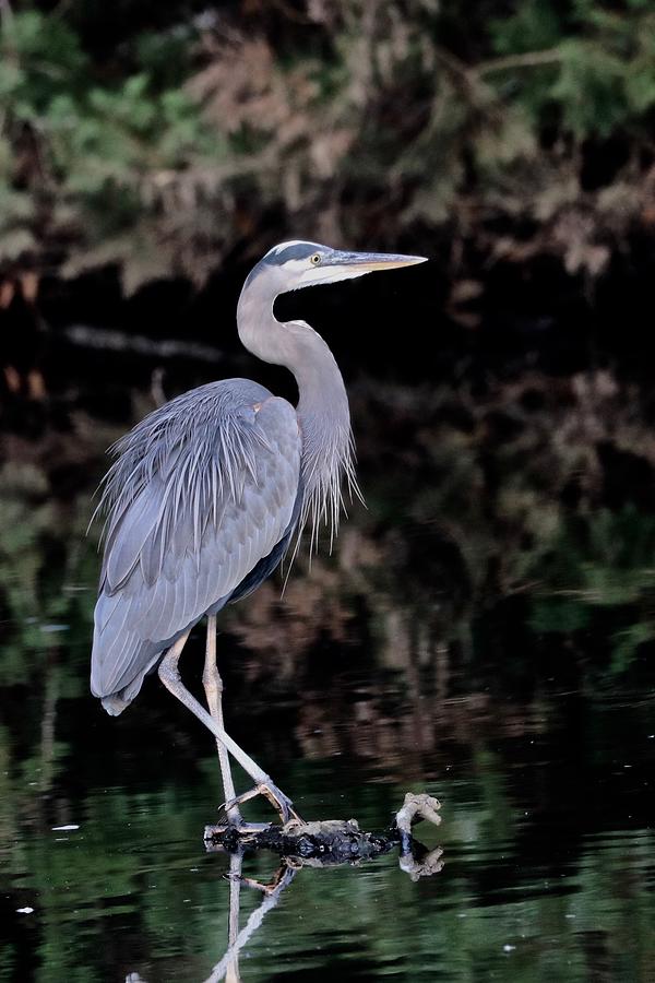 Great Blue Heron Photograph by Jenny Hanna - Fine Art America