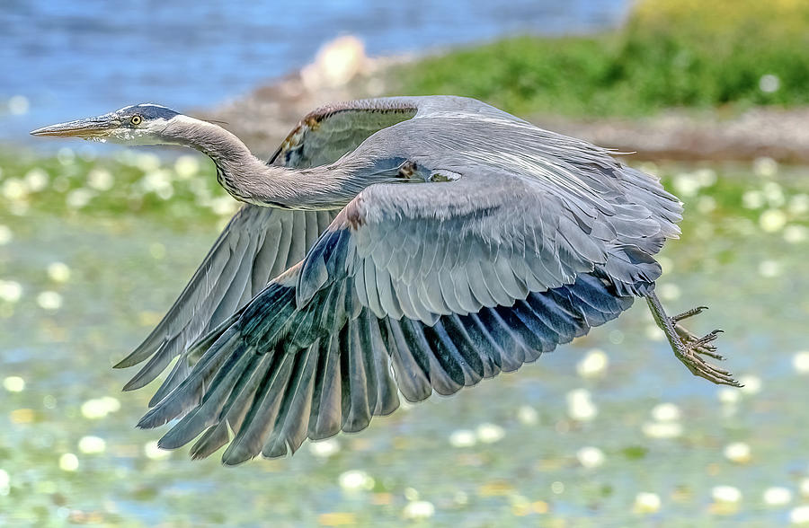 Great Blue Heron Photograph by Jerry Cahill