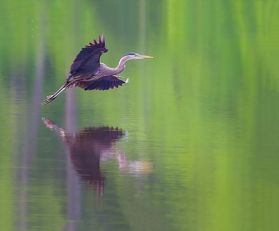 Great Blue Heron Photograph by Jim Dollar