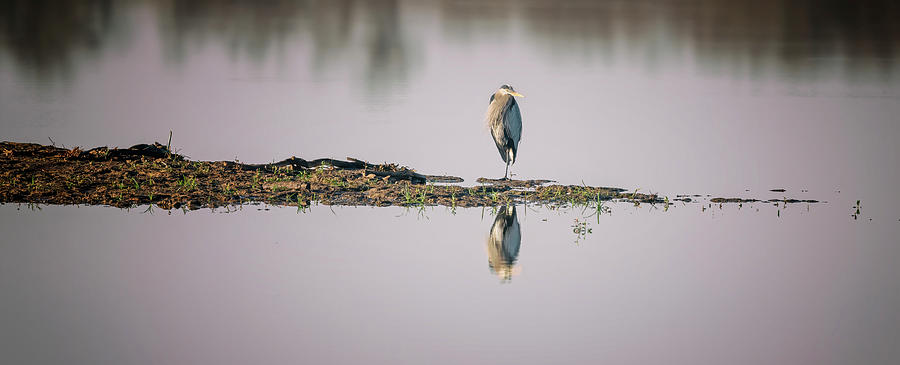Heron Photograph - Great Blue Heron by Joan Carroll