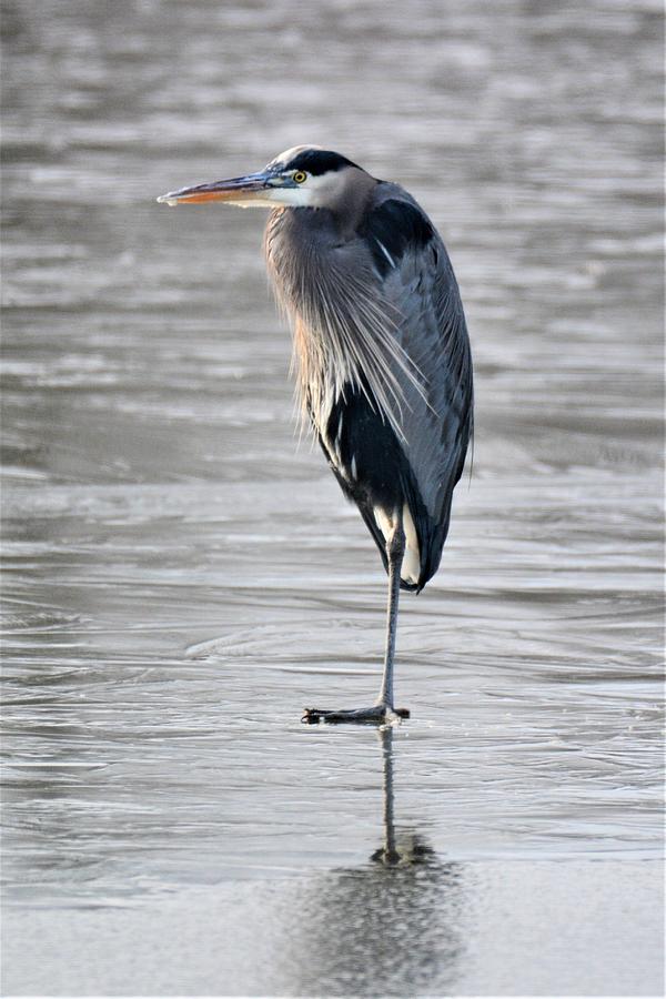 Great Blue Heron Photograph by John Adams - Fine Art America