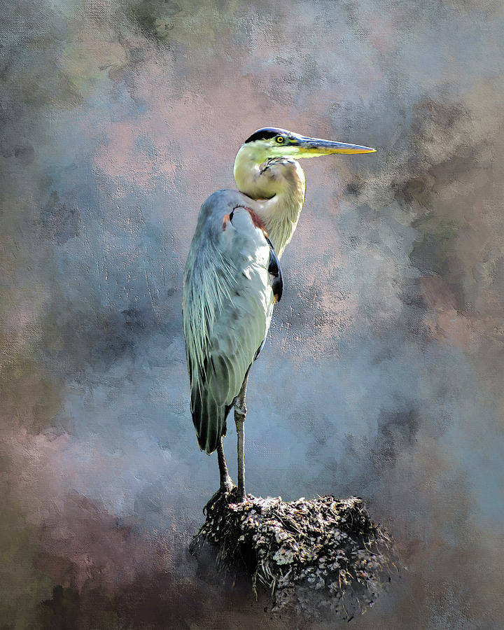 Great Blue Heron Digital Art by Ken Frischkorn