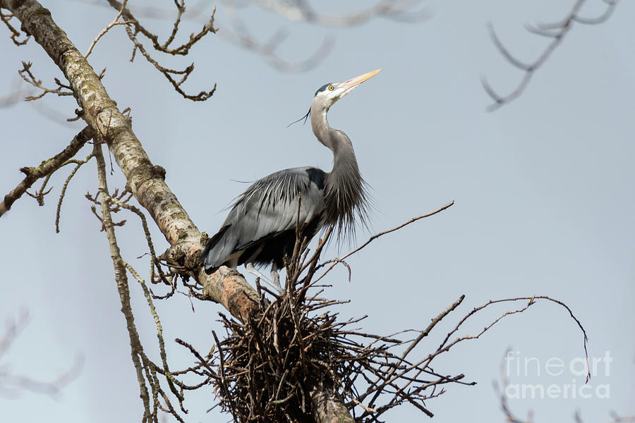 Great Blue Heron Photograph by Kristine Anderson