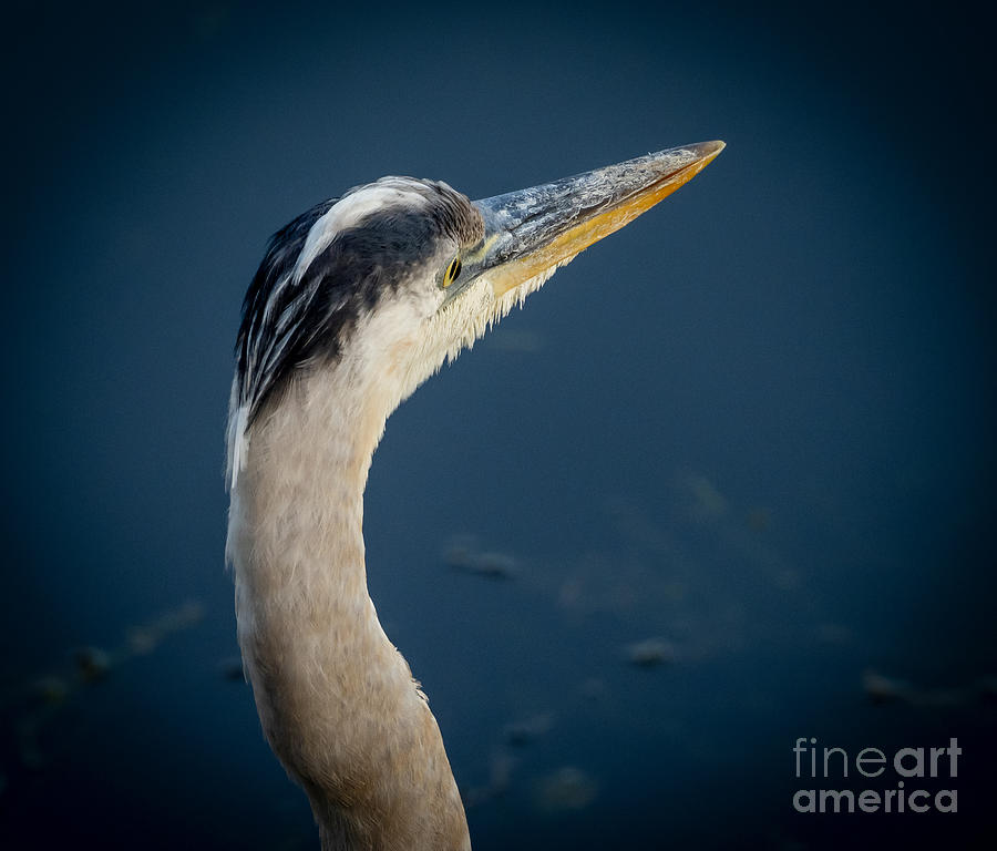 Great Blue Heron Photograph by L Bosco