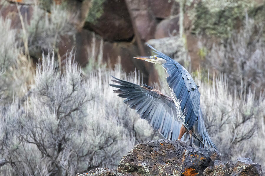 Great Blue Heron Landing Photograph by Belinda Greb