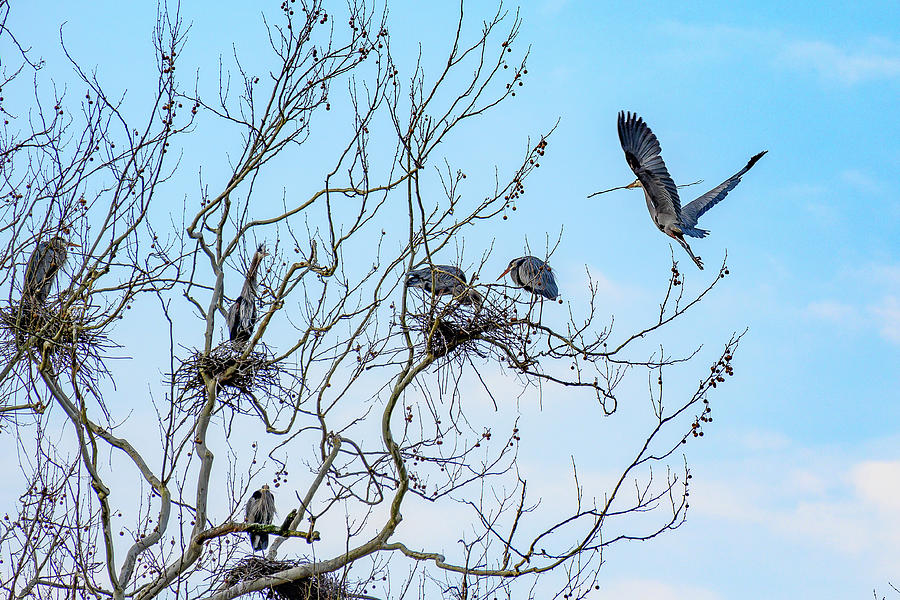 Great Blue Heron Landing in Nesting Tree Photograph by Paul Giglia
