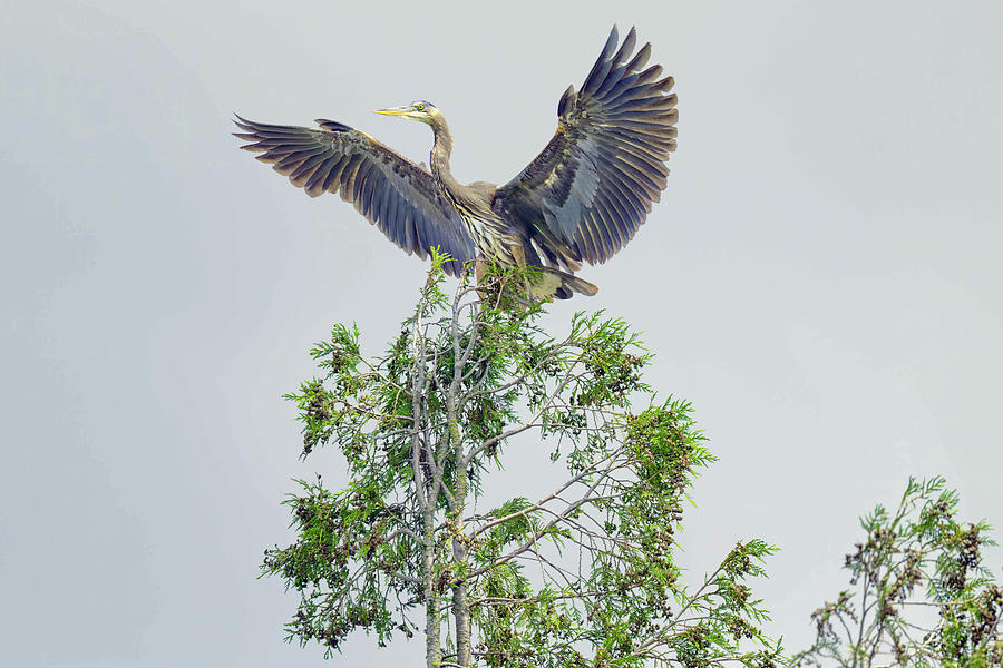 Great Blue Heron Landing Photograph by Jerry Cahill