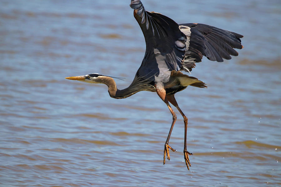 Great Blue Heron Landing Photograph by Lisa M Bell - Fine Art America