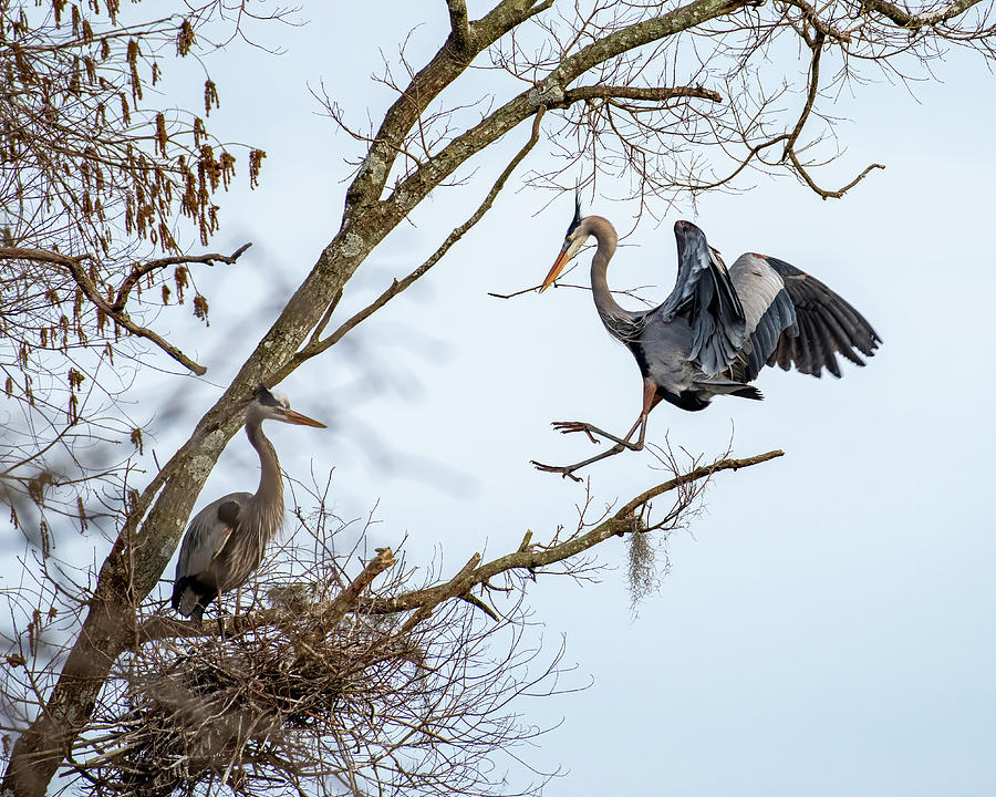 Great Blue Heron Landing With Stick 1 Photograph by Larry Maras Great Blue Heron Landing With Stick 1 Photograph by Larry Maras