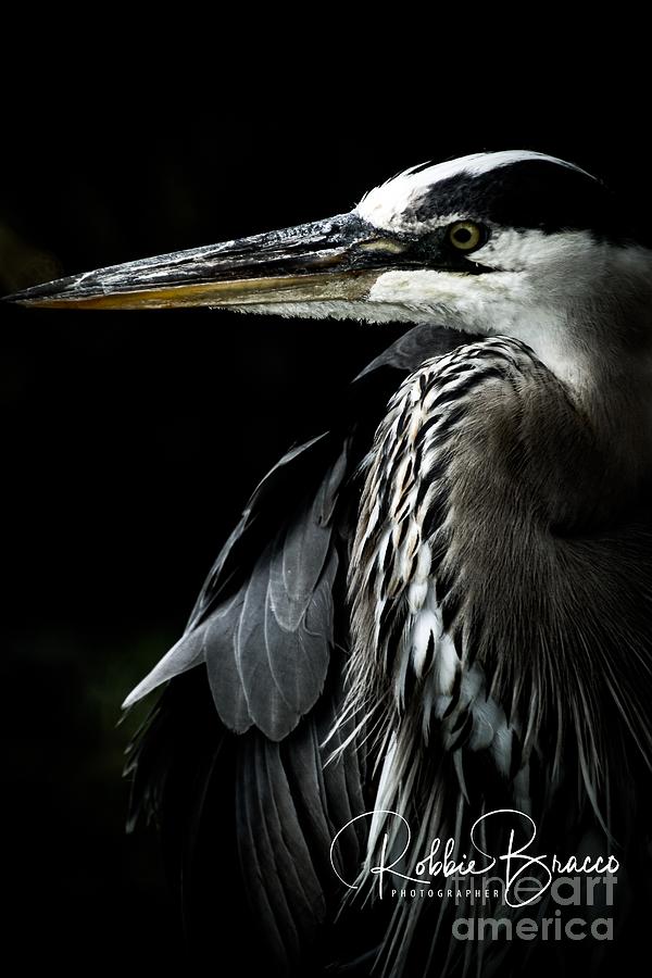 Great Blue Heron Leesburg Florida Photograph by Philip And Robbie Bracco