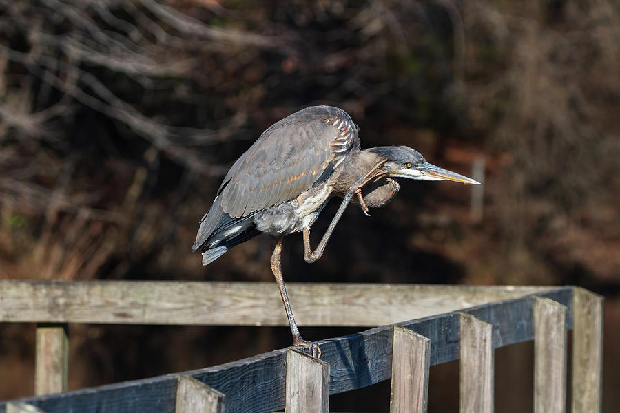 Great Blue Heron - Let Me Think Photograph by Chad Meyer