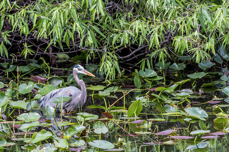 Great Blue Heron Lily Pads Photograph