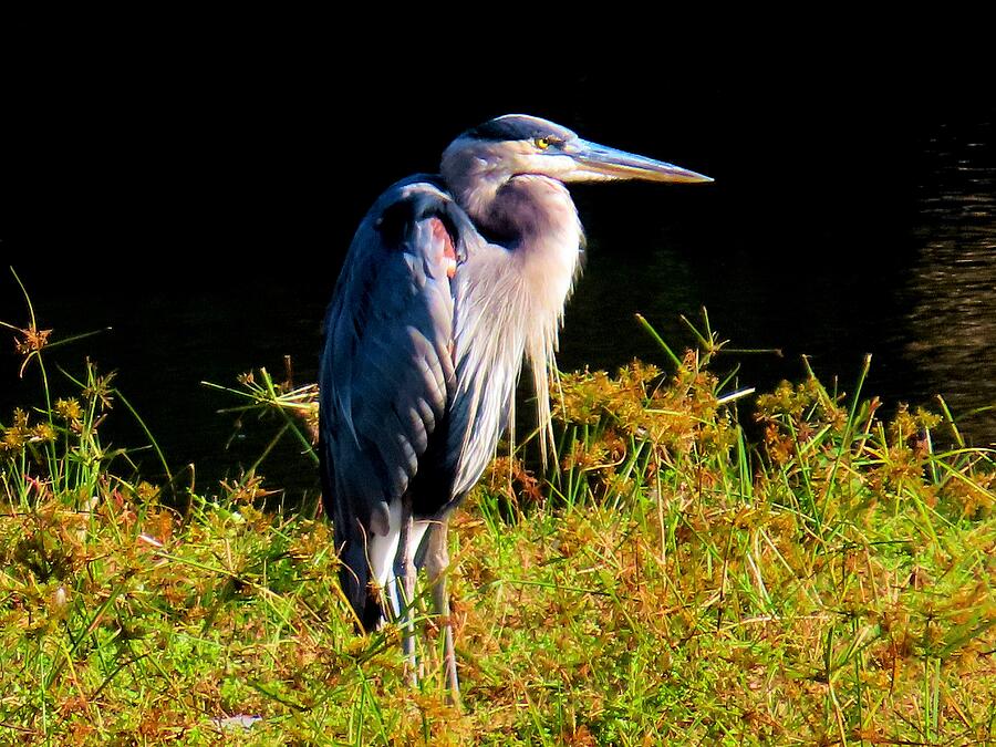 Great Blue Heron Photograph by Linda Stern