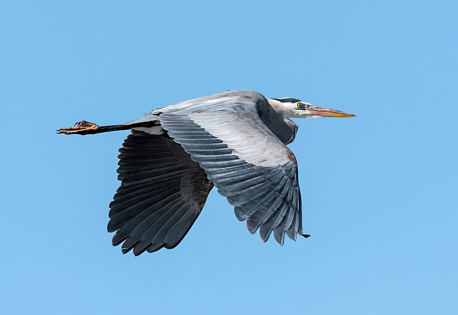 Great Blue Heron Photograph by Loree Johnson