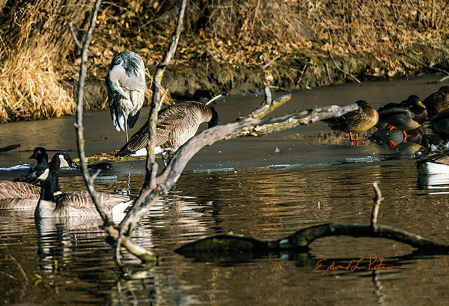 Great Blue Heron Mallards And Canada Geese Photograph by Ed Peterson