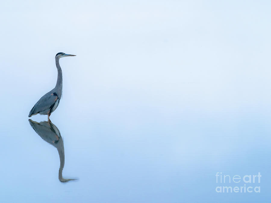 Great blue heron Photograph by Maresa Pryor-Luzier