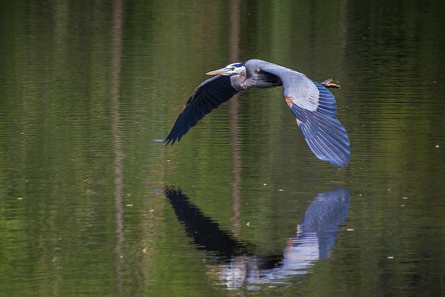 Great Blue Heron Photograph by Mark Mille