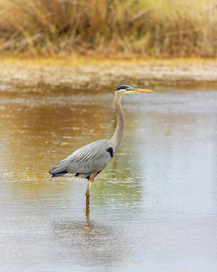 Great Blue Heron - Marsh Profile Photograph by Patti Deters