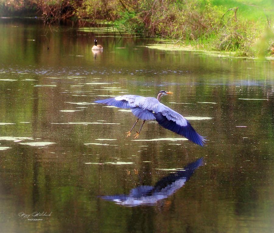Great Blue Heron Photograph by Mary Walchuck