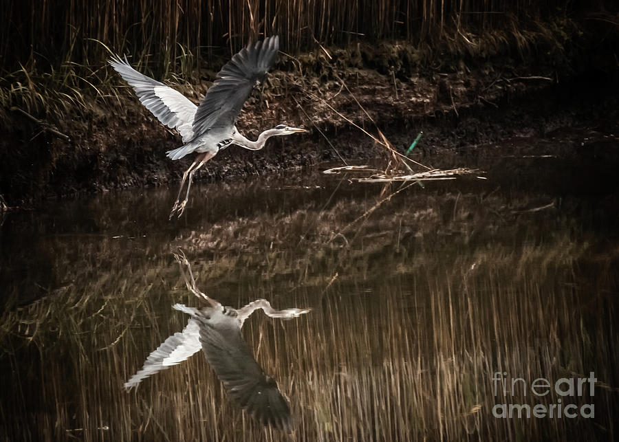Great Blue Heron Photograph by Metanoia Photography Gallery
