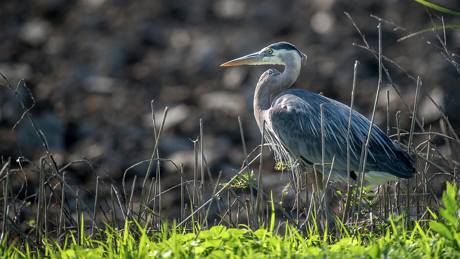 Great Blue Heron  Photograph by Mike Fusaro
