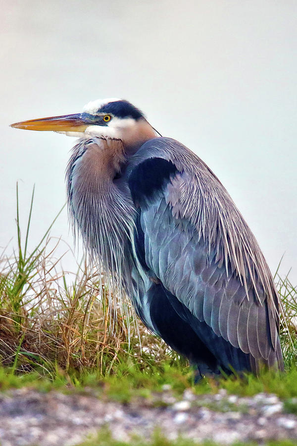 Great Blue Heron Photograph by Mitch Cat